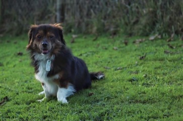 Does anyone want to guess what my latest foster dog is?
