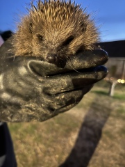 To tell you a bit about Hedgehogs?