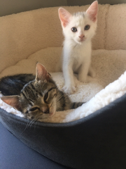 Help me name my kitten