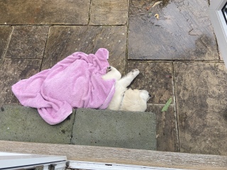 Puppy Survival Thread: Surviving into Summer 2022