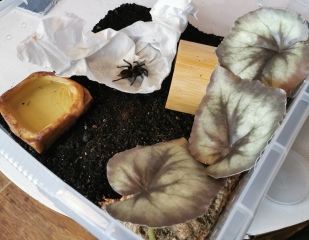 I have arachnophobia and (TW photos!) 