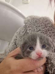 Is this cat pregnant?