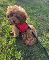 Puppy Survival Thread: Surviving into Summer 2022