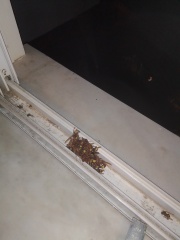 What IS this Smell??????