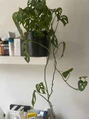 A couple of questions about these house plants!