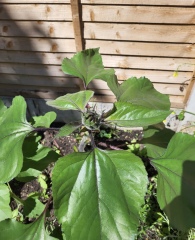 Could this be a sunflower?