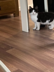 I appear to have cats