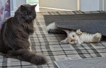 Can I get a cat with looped carpets?