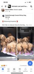 for not getting rid of dogs when niece is allergic?