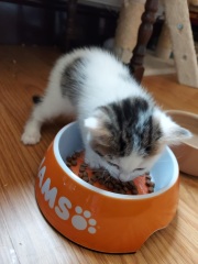 New kitten