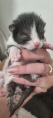 Is this cat pregnant?