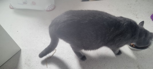 Is this cat pregnant?