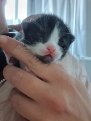 Is this cat pregnant?
