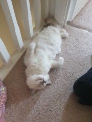 How can I make my cats like me more?