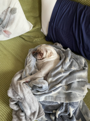 Do you allow dogs on your furniture 