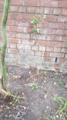 Best climber between star jasmine (4 meters minimum)