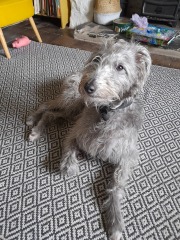 To think Bedlington Terriors are the cutest dog?