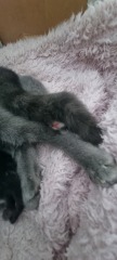 Is this cat pregnant?