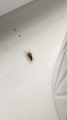 What is this bug/fly in my house?