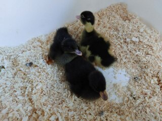 Ukraine Invasion: Part 31