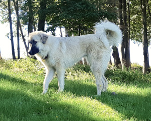 Help! Have been dithering a week over naming this dog!