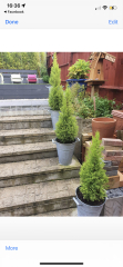Gardening Virgin- don't know where to begin :(