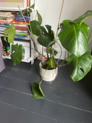 A couple of questions about these house plants!