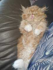 Help me name my persian kitten please