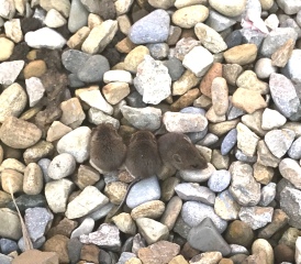 Anyone know what these are? Found 6 of them in my back garden. Seam friendly and like cheese! 