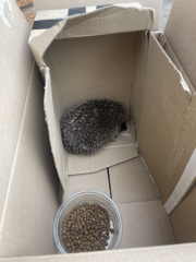 To tell you a bit about Hedgehogs?