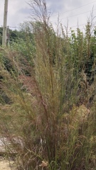 What is this plant