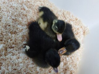 Ukraine Invasion: Part 31