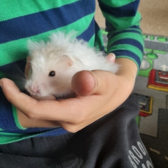 Hamster appreciation thread!