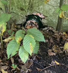 Can anyone identify the creature leaving this poo on my lawn?