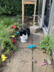 Help! Semi feral cat with swollen paw and limp