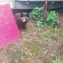 I appear to have cats