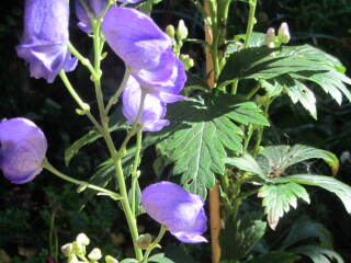 Can you identify this plant, please?