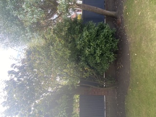 Can anyone advise about these trees / bushes? 