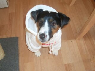 What's the deal with dog rain coats etc