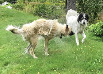 UPDATE: Help! Have been dithering a week over naming this dog!