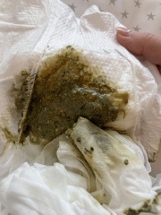 Poo 5 week old - sorry for the images 