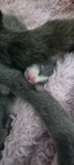 Is this cat pregnant?