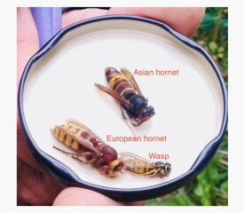 Fucking massive wasp. What do I do?