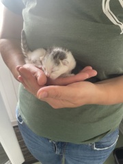 New kitten