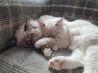 How can I make my cats like me more?