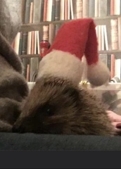 To tell you a bit about Hedgehogs?