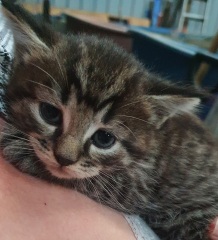 What do I name my new fluff ball?