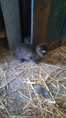 What do I name my new fluff ball?