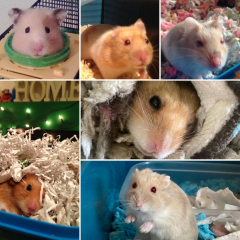 Hamster appreciation thread!