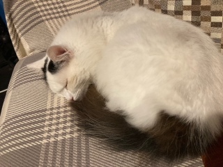 I appear to have cats